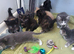 Adorable fluffy kittens