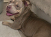Belle pocket bully