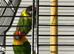 Male and female lovebirds
