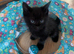 Kittens for sale