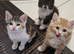 Gorgeous  kittens