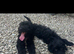 Gorgeous Cockapoo puppies