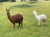 Brown Suri Alpaca Female