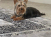 Toy Yorkshire terrier puppies