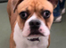 Female frenchi x staffy