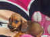 Miniature Dachshund X ShihTzu