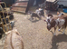 Goat kids for sale