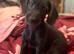 Labradoodle puppies