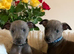 Blue kennel club registered whippet pups
