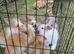 Beautiful angora x lop baby rabbits