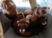 Baby ferrets polecats