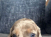 3 beautiful dachshund