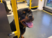 Rottweiler  puppy