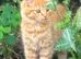 Kitten looking for forever home