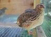 Jumbo Coturnix Japanese Quails