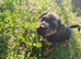 ***Jack Russell pups for sale 2 boys  left ***