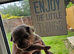 Reduced!!!Pug litter