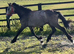 Irish Draught x Connemara " Dun Filly Young Sport Horse
