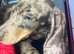 5 active daucshund left