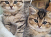Chinchilla Scottish Fold kittens