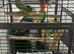 Indian ring neck