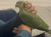 Handreard baby orange -winged Amazon for sale or px