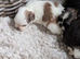 F1 maultipoo puppies