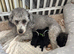 Kc reg gorgeous miniature poodles