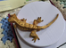 Crested gecko