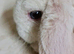 Baby doe Blue eyed available, mini plush. SOLD