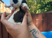 9 week old boy guinea pigs