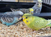 Young budgies for sale
