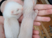 Semi - angora babies