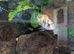 10 x Mixed Malawi Cichlids Mbuna for sale