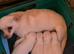 Adorable chihuahua puppies ready for there forever home