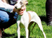 KC Whippet Bitch Pups 6 months old