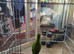 Parrot ring nick with cage