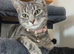 Female kitten
