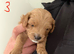 4 Cavapoo puppies