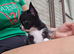 Chihuahua boy