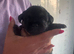 Stunning litter of kc reg border terriers mum and dad can be seen.