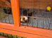3 year old polecat ferret