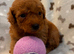 Maltipoo puppies small toy Maltese x toy poodle red apricot dog puppy