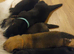 Adorable sheepski puppies