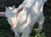 Farm animal rescue
