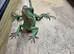 Chinese water dragon ( Rescue )