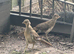 Golden Pheasant Poults