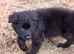 Solid Black female GSD