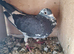 Raceing pigeon