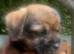 Border Terrier pups